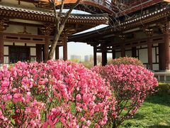 -西安青龙寺遗址景区
