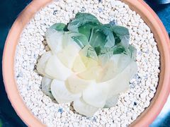 -万商花鸟市场