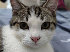 -lincat·猫舍(广州店)