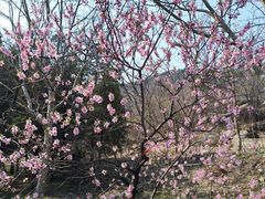 -白水寺森林公园