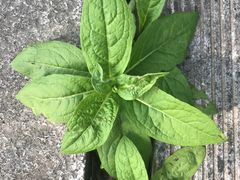 -西安市长乐公园