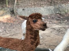 -清迈夜间动物园