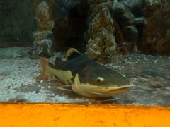 -东方巨龟苑景区