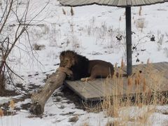-新疆天山野生动物园