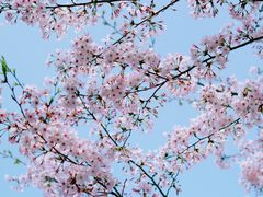 -高东镇樱花园