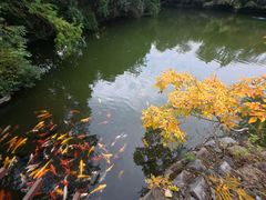 -合肥野生动物园