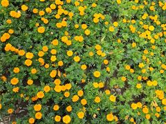 景点-官港森林公园