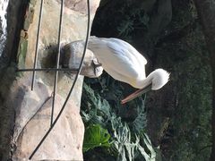 iphone_upload_pic-百鸟园