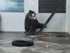 -西安秦岭野生动物园