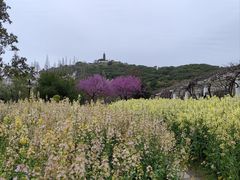 -苏州上方山国家森林公园
