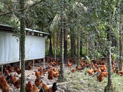 -兴隆槟榔园休闲农庄