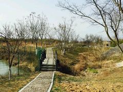 -中国扬子鳄村