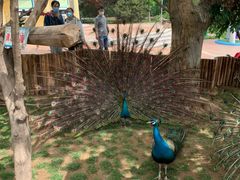 -石家庄市动物园