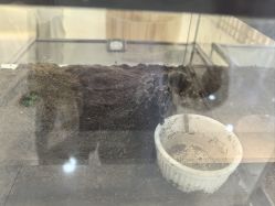 -Moni星球萌宠·小马宝莉·灵蛇·高端高阶全萌宠互动体验俱乐部(红豆国际广场店)
