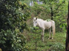 -铁山坪森林公园