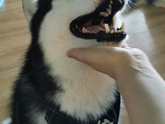 -Husky Go! 哈士奇体验馆·宠物咖啡厅狗咖