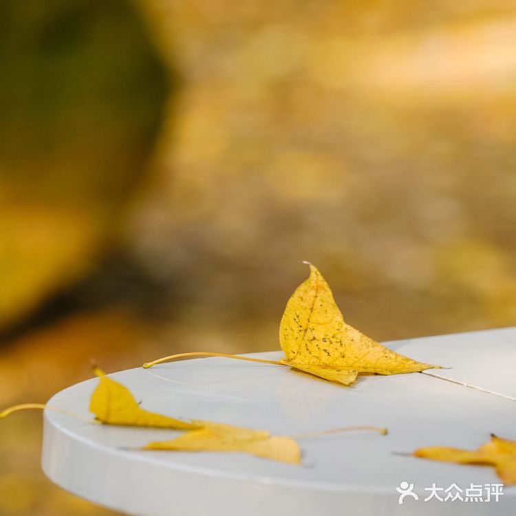 苏州赏秋 🍂本地人推荐(实地打卡分享)