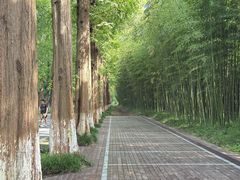 -黄海国家森林公园