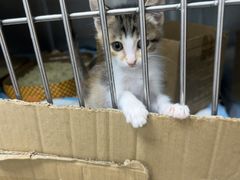 -芭比堂动物医院(广州爱宠下渡路分院)