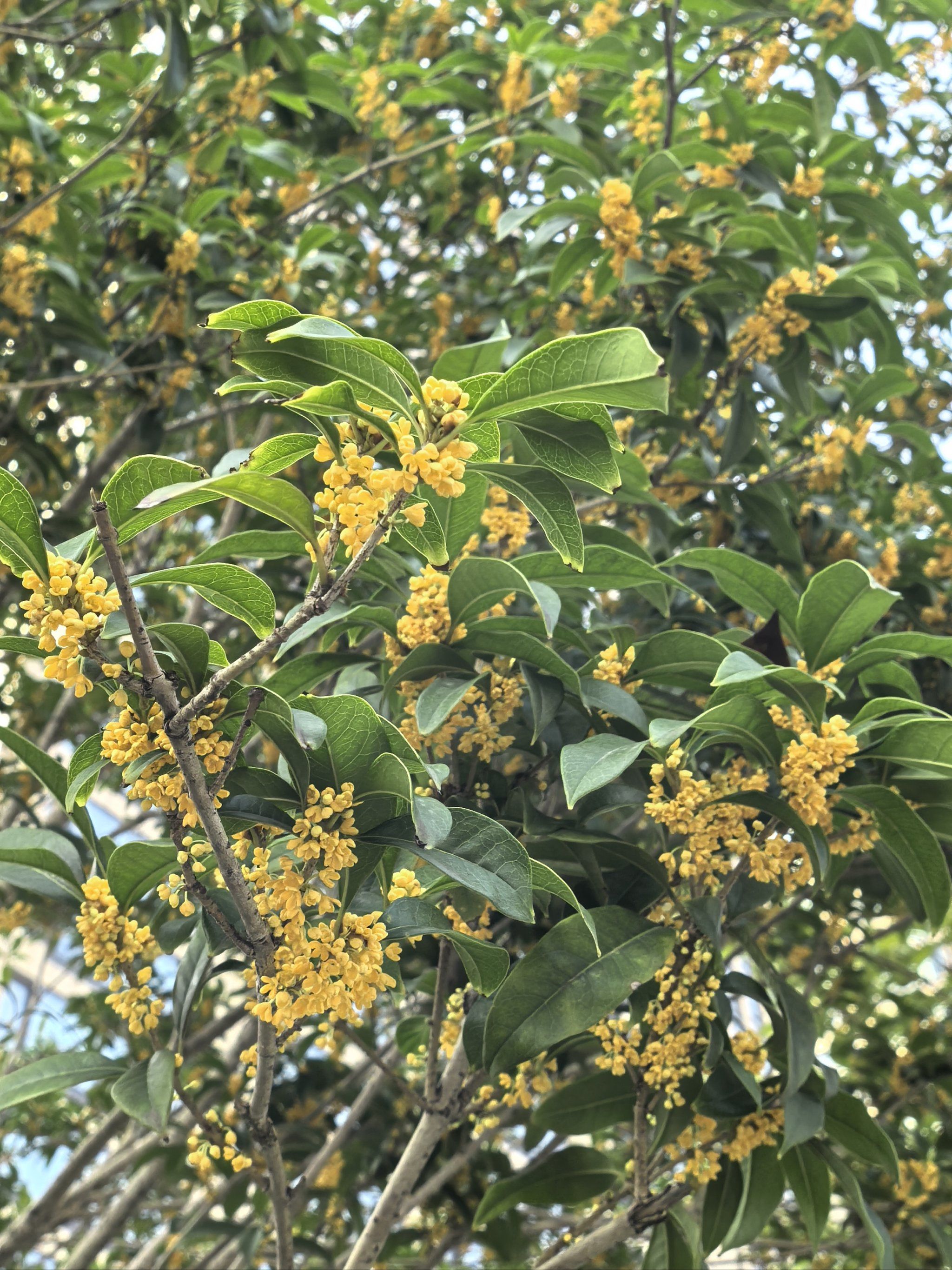 桂花盛开的日子🌼