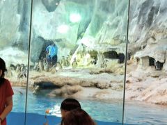 -帝企鹅自助餐厅•儿童岛•真企鹅(长隆企鹅酒店)