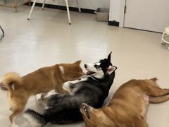 -共舞时光猫咖·狗咖(新街口店)