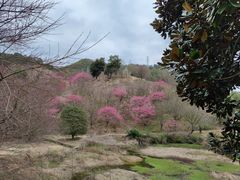 -新建村梅花