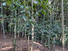 -上海佘山国家森林公园天马山园