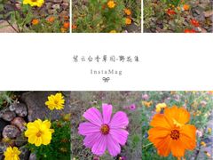 -紫云台香草园