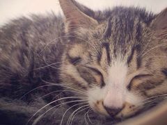 光景动物医院(江南中店)-瑞派动物医院·绝育·犬猫全科·预防医学(光景江南中店)