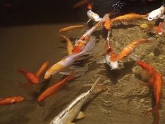-世贸万锦大酒店·烹大师火锅达人
