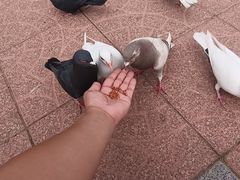 -朝阳公园