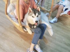 -Husky Go! 哈士奇体验馆·宠物咖啡厅狗咖