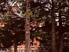 -北海道厅旧本厅舍(旧本庁舎)