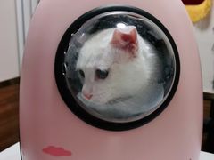 -瑞派·关忠动物医院·异宠专科·犬猫肿瘤·皮肤专科(望京店)