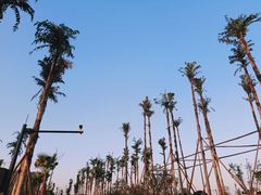 -枫香湖儿童公园