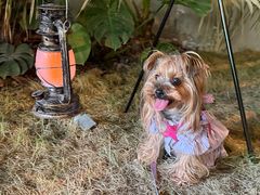 -J Create城市露营咖啡·简餐·宠物(上海动物园店)