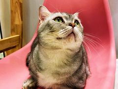 -momokira米努特·德文卷毛猫·棉花面纱犬