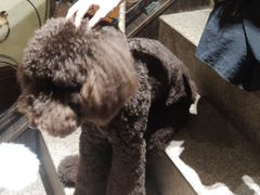 -more than meow吴止猫主题餐厅(承德 中船汇店)