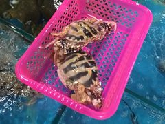 -三亚火车头万人海鲜广场