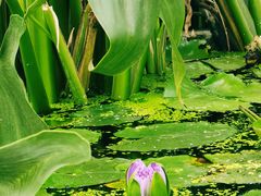 -国家植物园南园