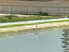 -咸阳湖景区-古渡公园