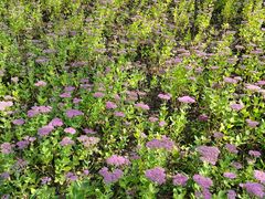 -野鸭湖国家湿地公园