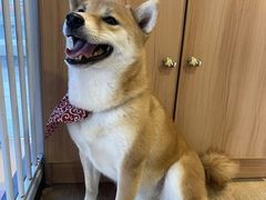 -南京Hallo宠物乐园·哈罗犬舍·柴犬繁育基地