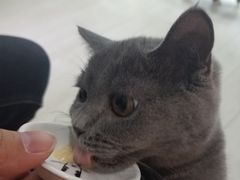 -喵的天空名猫咖啡馆·撸猫·猫舍·用品