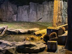 -上海野生动物园