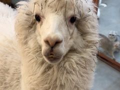 -Honey Bacca 哈尼芭卡高端萌宠(朝阳大悦城店)