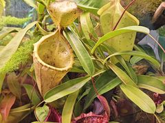 -中国科学院西双版纳热带植物园