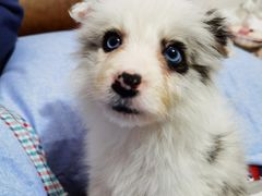 -翊宠yipet猫狗购宠庄园犬舍•猫舍