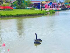 -荷兰花海